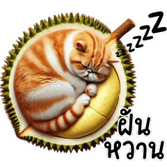 ลูกแมว เอ็กโซติกขนสั้นสีครีมลาส้มขาว