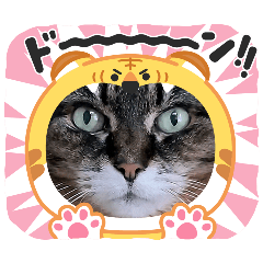 うちのキジトラ【動物フレーム】