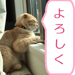 猫スコティッシュフォールドのゆずちゃん - LINE スタンプ LINE STORE