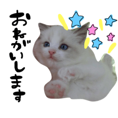 cocoren