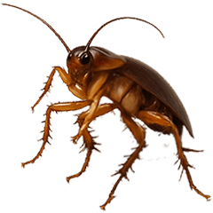 MY COCKROACH 4 Animate