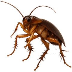 MY COCKROACH 4 Animate