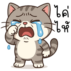 ThaoThao Funny Cat (Kum-muang)