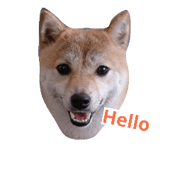 阿琪