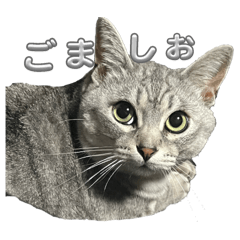 gomappiiiiiiiiiiiiiii