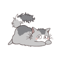 lovely gray cat
