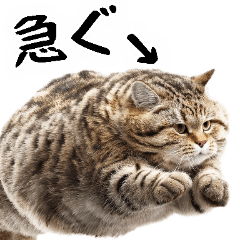 Japanese stickers of goodlooking fat cat
