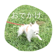 odekake hachi