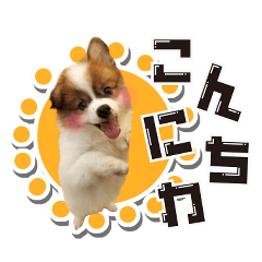 オビココスタンプ