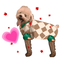 XiangXiangDog