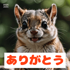 40 Moods of a Squirrel