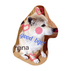 Shiba inu  hana