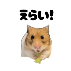 ハムスターのぴーぷる5