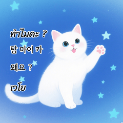 white cat thai korean th kr
