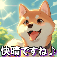 Shiba Inu informs you of summer weather