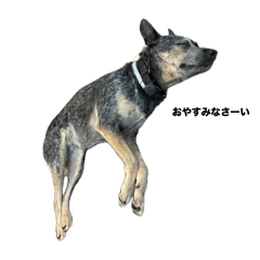 ディンコ スタンプ 2