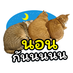 Somjuk Sompoi Cheeta: Chubby Chat Chaos!