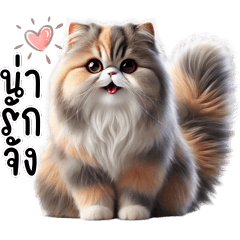 แมวเปอร์เซีย น่ารักจัง