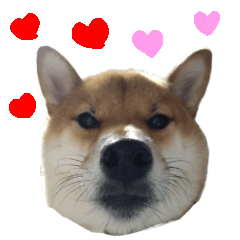 Shiba Inu Yushiro's mother tongue