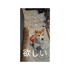 Hi-chan's Love