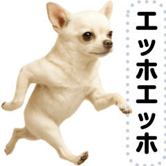 エッホエッホ 伝えなきゃ チワワだよ！