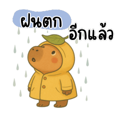 Capy Cares in the Rain