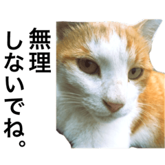 Brown cat, "Mr. Cha"