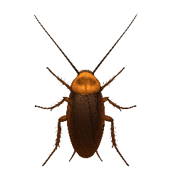 Cockroach Prank : Pop-up stickers