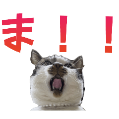 Akane_20250603115901