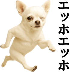 Chihuahua Daily Runner