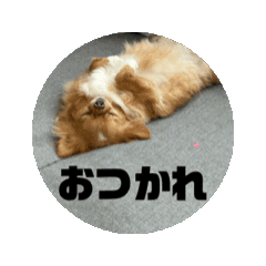 ぼくはくぅでしゅ。