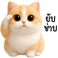 แมวน้อยสีส้มขาวน่ารัก