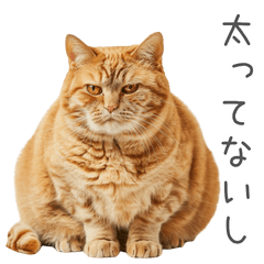 A chubby cat with a bad mouth