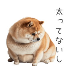 An overweight Shiba Inu