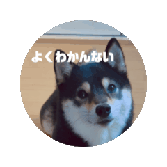 kuro_20250604072221