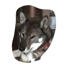 shikoku dog Face stamp