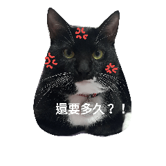 BLACK CUTE CAT BABY