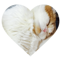 kina cat