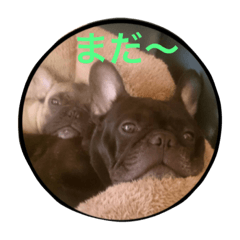 tanto-kun-lovelove2