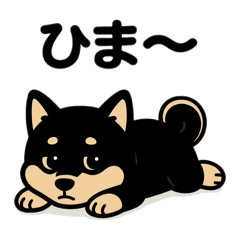 Black Shiba everyday reaction