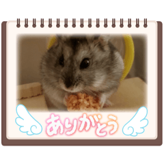 Ringo_20250604150459