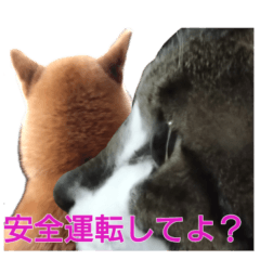 คอมโบสุนัขและแมว