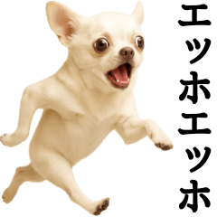 Big Chihuahua Daily Runner