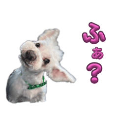 ホワイトミニチュアシュナウザー6