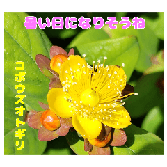 春らんまん の山野草で ご挨拶