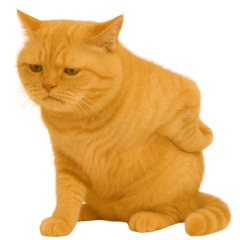 Crazy orange cat So cute! (No text)