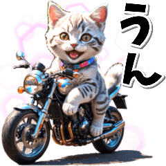 Immediate reply Bike lover Cat