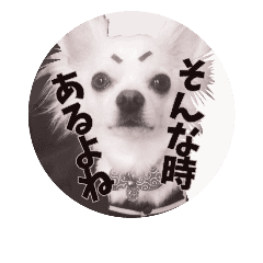 My チワワ ぽんやん 2 Line スタンプ Line Store