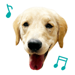 pet dog mugi