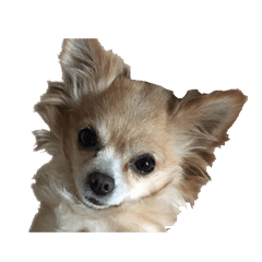 Cute Chihuahuas Omaro-san
